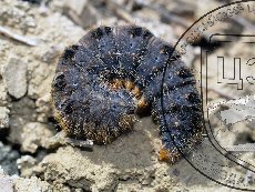 Шелкопряд Баллиона 003